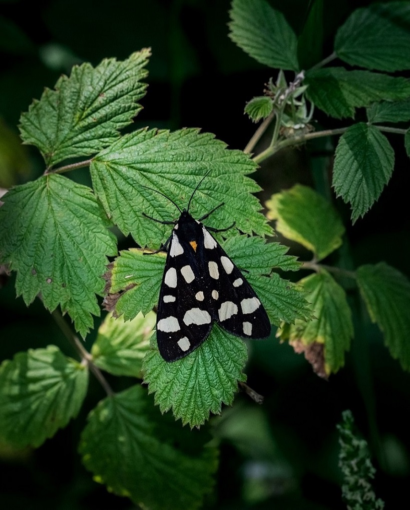 bellissima  Arctia villica - Erebidae Arctiinae